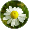 Chamomile (Babuna)