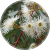 Eucalyptus (Nilagiri)